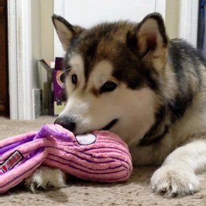 Meet your Posher, Ann